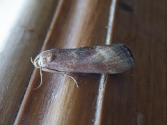 Pterothrixidia rufella