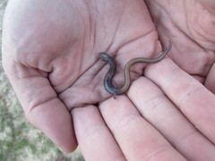 Batrachoseps major major