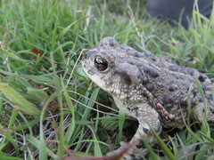 Anaxyrus boreas halophilus