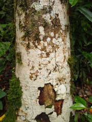 Apuleia leiocarpa
