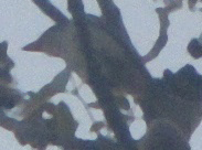 Ptiliogonys cinereus