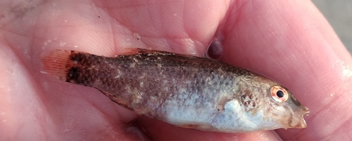 Grey wrasse (Symphodus cinereus) — Labridae