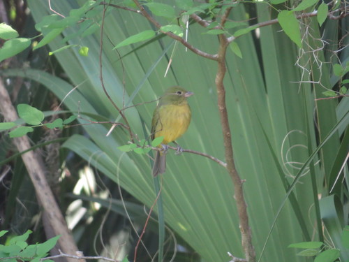 Passerina ciris image