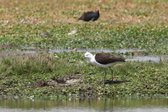 Recurvirostra andina