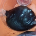 Anglerfishes - Photo no rights reserved, uploaded by Kyle Kashner