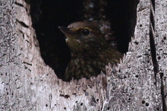 Syndactyla rufosuperciliata