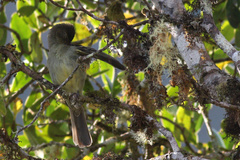 Camptostoma obsoletum