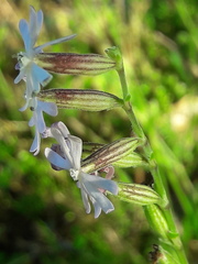 Silene nocturna