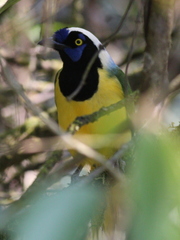 Cyanocorax yncas yncas