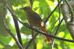 Automolus ochrolaemus