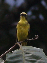 Conopias cinchoneti