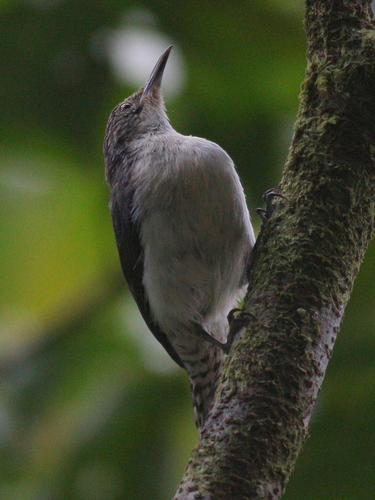 Grey-mantled Wren (Odontorchilus branickii), photo 7