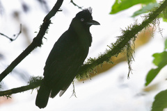 Cephalopterus ornatus