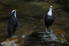 White-Capped Dipper photo 2