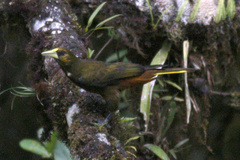 Psarocolius atrovirens