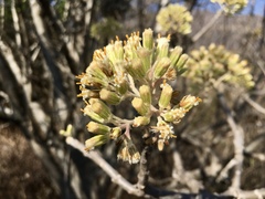 Pittocaulon velatum