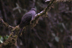 Patagioenas plumbea