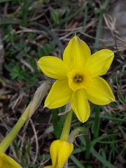 Narcissus assoanus