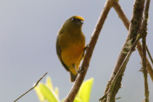 Bronze-green Euphonia (Euphonia mesochrysa), photo 8