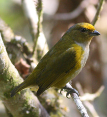 Orange-Bellied Euphonia photo 6