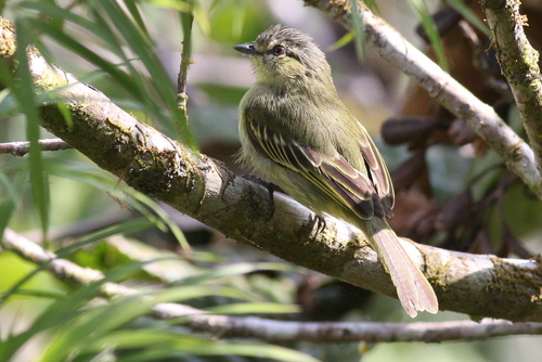 Peruvian Tyrannulet (Zimmerius viridiflavus), photo 4
