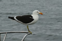 Larus dominicanus vetula