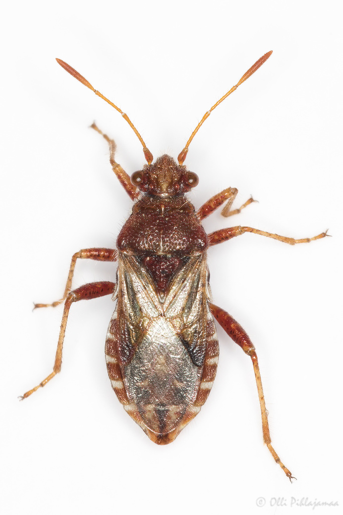 Rhopalus conspersus