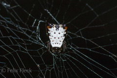 Micrathena saccata