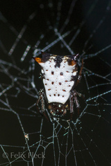 Micrathena saccata