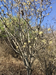 Pittocaulon velatum
