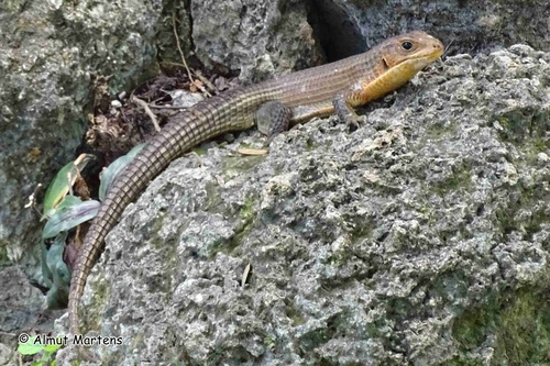 Rough-scaled Plated Lizard
