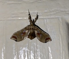 Leucinodes laisalis