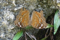 Junonia natalica natalica