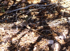 Aspidoscelis sonorae