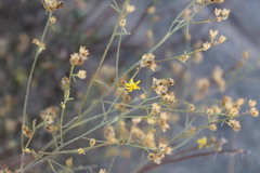 Gutierrezia californica