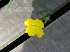 Ludwigia bonariensis