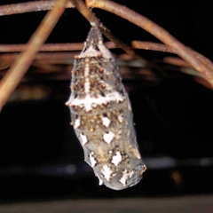 Junonia genoveva hilaris