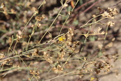 Gutierrezia californica