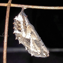 Junonia genoveva hilaris