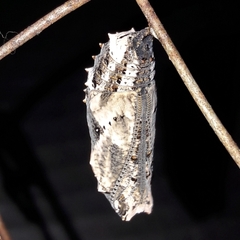 Junonia genoveva hilaris