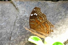 Junonia natalica natalica