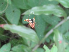 Micrathena furcata