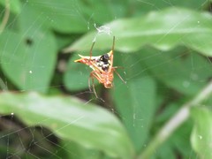 Micrathena furcata