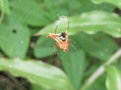 Micrathena furcata
