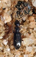 Tanarthrus alutaceus