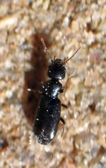 Tanarthrus alutaceus