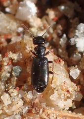 Tanarthrus alutaceus