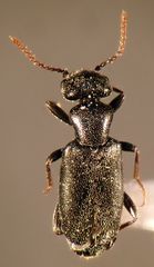 Tanarthrus alutaceus