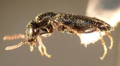 Tanarthrus alutaceus