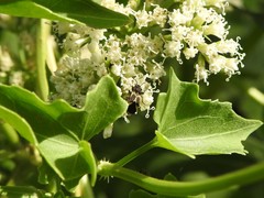 Ochrimnus cinctipennis